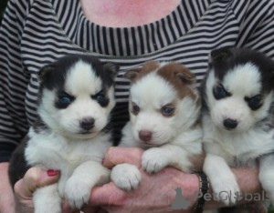 Photo №1. husky de sibérie - à vendre en ville de Bonadits | 388€ | Annonce №171087