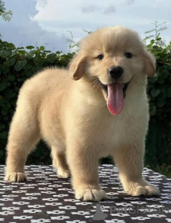 Photo №1. golden retriever - à vendre en ville de Stockholm | négocié | Annonce №169763