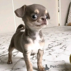 Photo №2 de l'annonce № 152836 de la vente chihuahua - acheter à Allemagne annonce privée