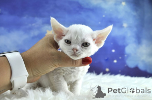 Photo №2 de l'annonce № 161513 de la vente devon rex - acheter à La finlande annonce privée, éleveur