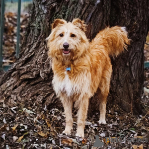 Photos supplémentaires: Duke, un chien très gentil et affectueux, cherche un foyer