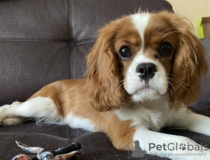 Photo №2 de l'annonce № 105775 de la vente cavalier king charles spaniel - acheter à Fédération de Russie annonce privée