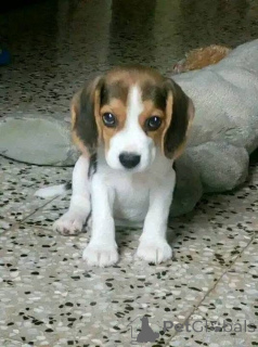 Photo №2 de l'annonce № 161169 de la vente  - acheter à La Grande-Bretagne 