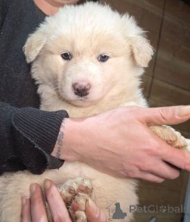 Photo №1. chien bâtard - à vendre en ville de Darmstadt | 400€ | Annonce №152382