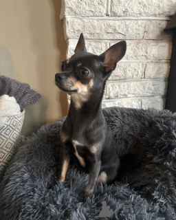 Photo №4. Je vais vendre chihuahua en ville de Bayerbach Bei Ergoldsbach.  - prix - négocié