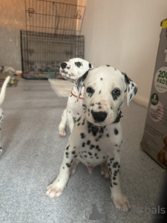 Photo №2 de l'annonce № 160445 de la vente dalmatien - acheter à Allemagne annonce privée