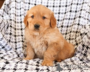 Photo №1. golden retriever - à vendre en ville de St. Gallen | 200€ | Annonce №129288