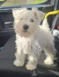 Photo №1. schnauzer moyen - à vendre en ville de Rotterdam | 700€ | Annonce №165601