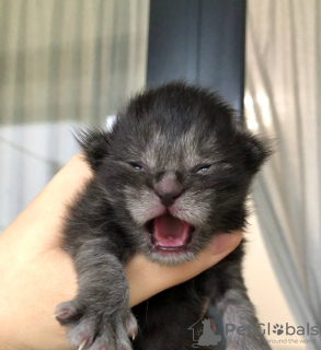 Photo №2 de l'annonce № 121926 de la vente maine coon - acheter à Allemagne annonce privée