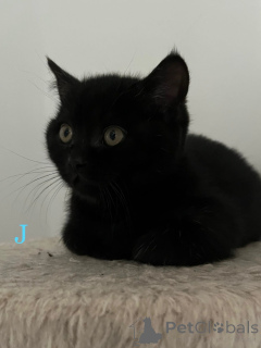 Photo №1. british shorthair - à vendre en ville de Bergisch Gladbach | 350€ | Annonce № 160106