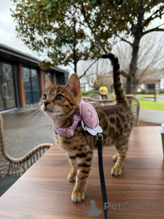 Photo №3. Bengal Babies Beauty, Brains & Endless Energy. Suisse