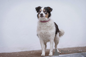 Photos supplémentaires: Dog Oliva est à la recherche d'une maison et d'un propriétaire, entre de bonnes