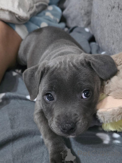 Photo №1. american staffordshire terrier - à vendre en ville de Eau de Cologne | négocié | Annonce №177473