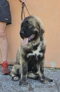 Photo №1. chien à loutre - à vendre en ville de Nouveau jardin | négocié | Annonce №171066