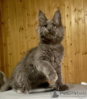 Photo №2 de l'annonce № 120226 de la vente maine coon - acheter à Fédération de Russie de la fourrière