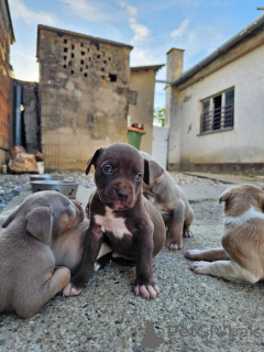 Photos supplémentaires: Chiots pitbull terrier américain