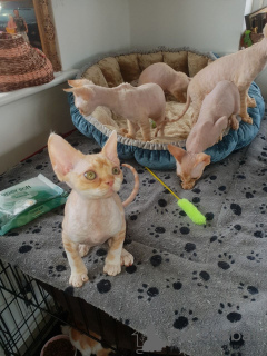 Photo №2 de l'annonce № 13811 de la vente devon rex - acheter à Norvège annonce privée