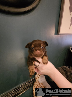 Photo №4. Je vais vendre chihuahua en ville de Rüdersdorf. annonce privée - prix - 1000€