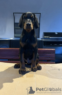 Photos supplémentaires: Chiots Dobermann à vendre