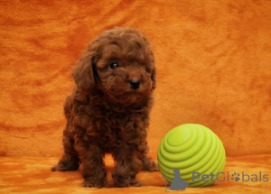 Photo №2 de l'annonce № 170750 de la vente caniche (jouet) - acheter à Belgique 