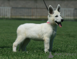 Photos supplémentaires: Chiots Berger Blanc Suisse