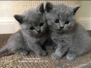 Photo №2 de l'annonce № 71717 de la vente british shorthair - acheter à Australie annonce privée, éleveur