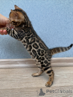 Photo №3. Chaton Bengal marbré doré Explorateur audacieux et affectueux. Suède