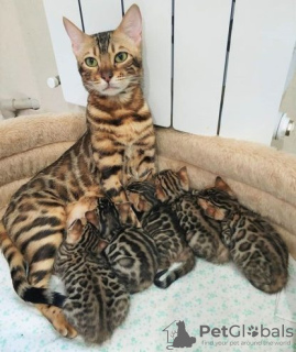 Photo №3. 8 chatons du Bengale prêts pour une nouvelle maison. La finlande