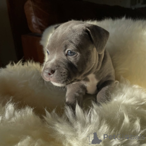 Photo №4. Je vais vendre staffordshire bull terrier en ville de Brno. éleveur - prix - négocié