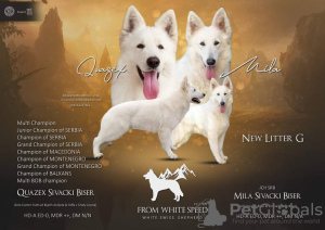 Photo №1. berger blanc suisse - à vendre en ville de Москва | négocié | Annonce №15813