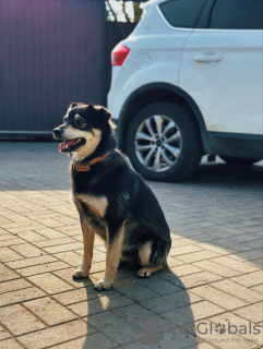 Photos supplémentaires: Le chien souriant Masyanya cherche un foyer !