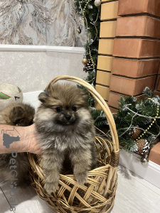 Photo №2 de l'annonce № 138531 de la vente spitz allemand - acheter à Fédération de Russie annonce privée