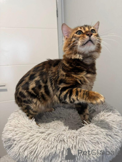 Photo №1. bengal - à vendre en ville de Grains | 750€ | Annonce № 153397