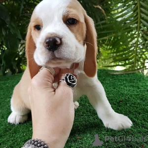 Photo №3. chiots beagle. Allemagne