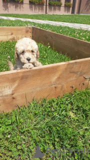 Photo №1. caniche (jouet) - à vendre en ville de Stockholm | négocié | Annonce №53073