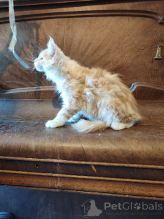 Photo №1. maine coon - à vendre en ville de Bruxelles | Gratuit | Annonce № 171813
