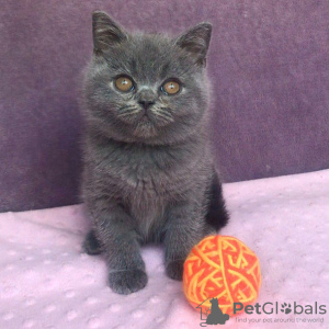 Photo №1. british shorthair - à vendre en ville de Londres | 250€ | Annonce № 121989