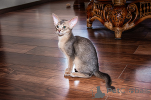 Photo №2 de l'annonce № 140549 de la vente abyssin - acheter à Ukraine de la fourrière