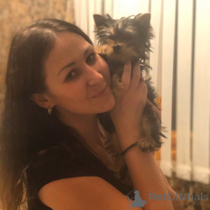 Photo №1. yorkshire terrier - à vendre en ville de Rome | Gratuit | Annonce №135479
