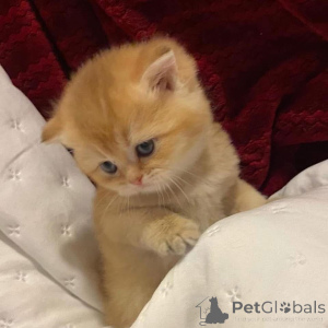 Photo №1.  - à vendre en ville de Ville de Campbell | négocié | Annonce № 161838