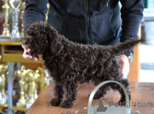 Photo №3. Chiots Lagotto Romagnolo. Serbie