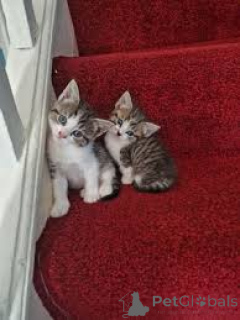 Photo №1. american shorthair - à vendre en ville de Vienne | 580€ | Annonce № 163814