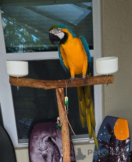 Photo №1.  - à vendre en ville de Fracasse | Gratuit | Annonce № 162290