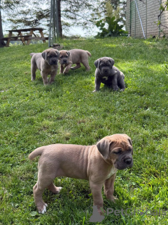 Photo №4. Je vais vendre cane corso en ville de Aalborg. annonce privée, éleveur - prix - 650€