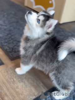 Photo №2 de l'annonce № 168963 de la vente husky de sibérie - acheter à Allemagne éleveur
