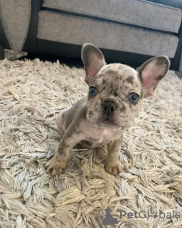 Photo №2 de l'annonce № 161980 de la vente bouledogue - acheter à Malaisie 