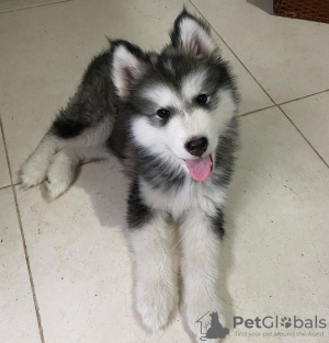 Photo №2 de l'annonce № 84215 de la vente malamute de l'alaska - acheter à La finlande annonce privée