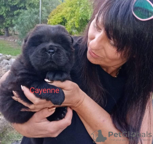 Photo №2 de l'annonce № 20345 de la vente chow-chow - acheter à Pologne annonce privée