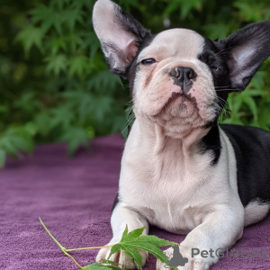 Photo №1. chien bâtard - à vendre en ville de Bamberg | Gratuit | Annonce №117757