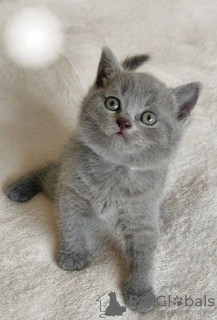 Photo №2 de l'annonce № 87383 de la vente british shorthair - acheter à Allemagne annonce privée